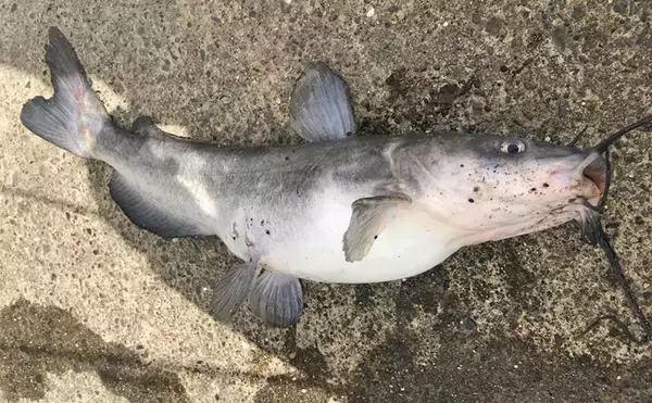 「ユーは何しに日本へ？：アメリカナマズ編　小型哺乳類も口にする大食漢」の画像