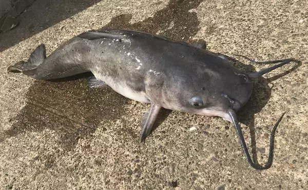 ユーは何しに日本へ？：アメリカナマズ編　小型哺乳類も口にする大食漢