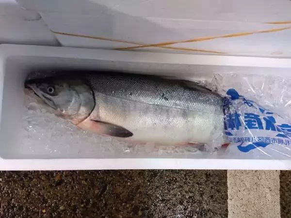 「管理栄養士が教える『免疫力』を高めるサカナ5選　ウイルス感染予防にも」の画像