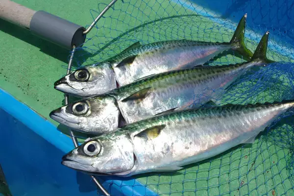 「管理栄養士が教える『免疫力』を高めるサカナ5選　ウイルス感染予防にも」の画像