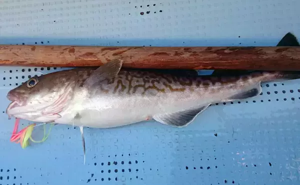 「管理栄養士が教える『免疫力』を高めるサカナ5選　ウイルス感染予防にも」の画像