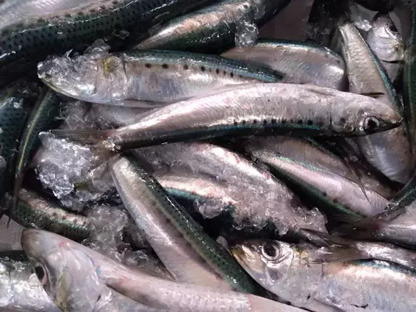 「管理栄養士が教える『免疫力』を高めるサカナ5選　ウイルス感染予防にも」の画像