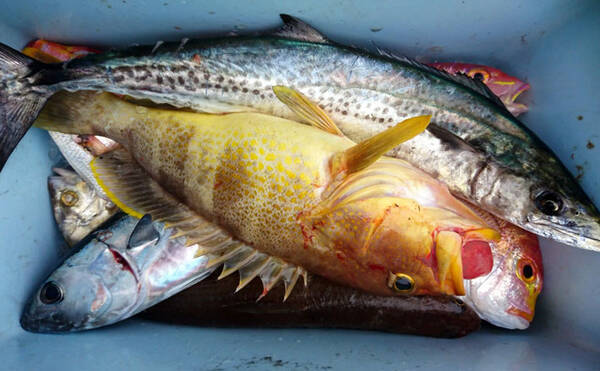 福岡県 沖のエサ釣り最新釣果 根魚や青物など多魚種登場で華やか 年2月13日 エキサイトニュース