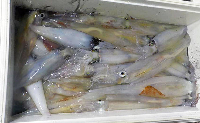 三重 福井 沖釣り最新釣果 マダイ数釣りに旬のヤリイカ100匹超え 年2月12日 エキサイトニュース