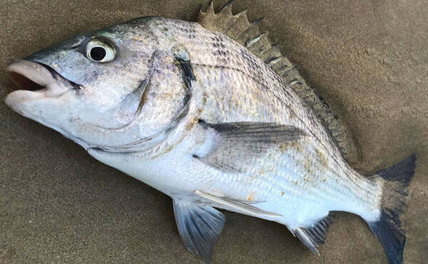 2daysフカセ釣行 居着き を狙って54 2cm年無しクロダイ 三重 年2月13日 エキサイトニュース