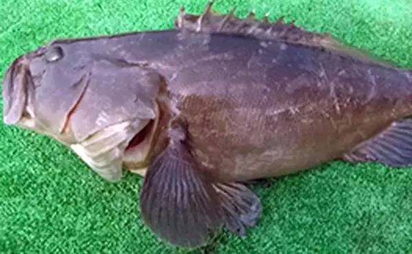 「【三重県】海上釣り堀最新釣果　高水温でサカナ活性アップの好機到来」の画像