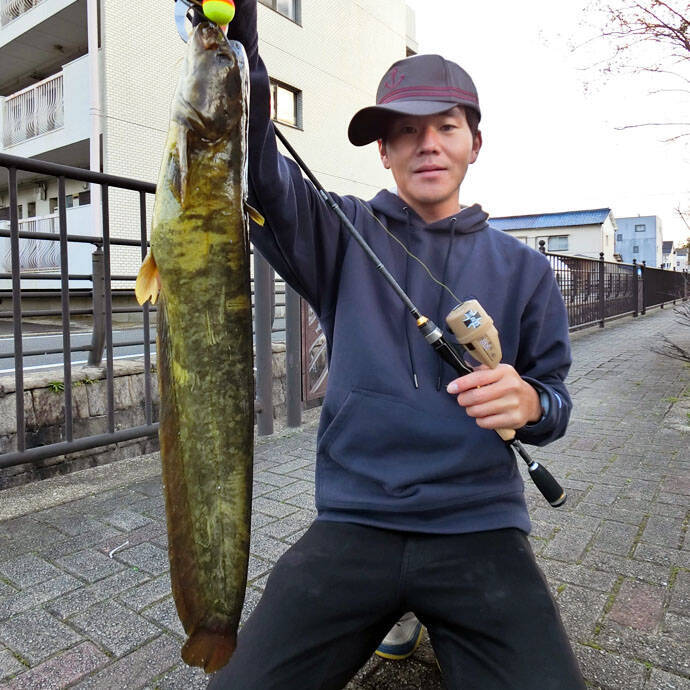 都市河川で『食パン』エサに54cmナマズ　コイなど4魚種手中【愛知】