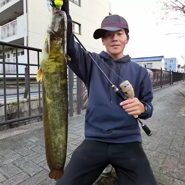 「都市河川で『食パン』エサに54cmナマズ　コイなど4魚種手中【愛知】」の画像