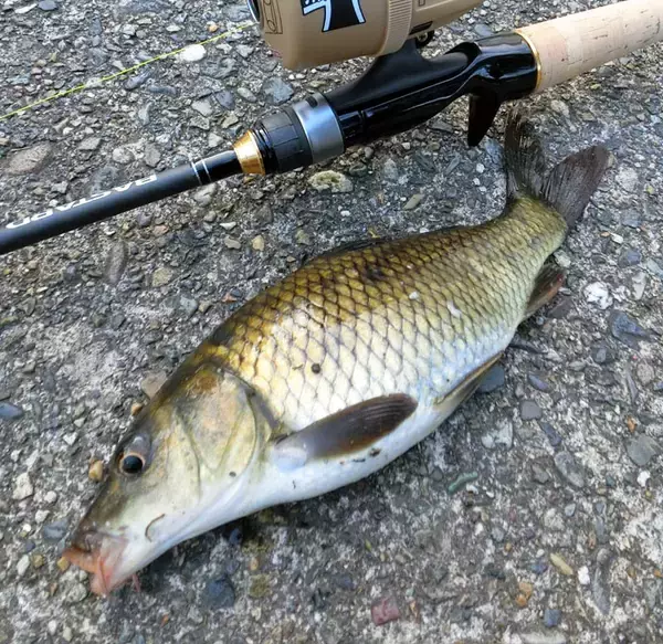 「都市河川で『食パン』エサに54cmナマズ　コイなど4魚種手中【愛知】」の画像