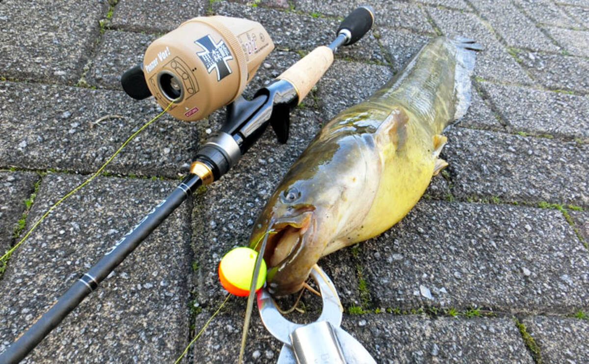 都市河川で 食パン エサに54cmナマズ コイなど4魚種手中 愛知 年2月14日 エキサイトニュース