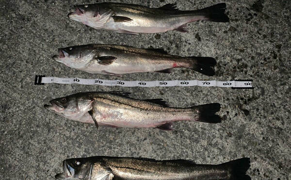 真冬の夜のエビ撒き釣りが好調 60cm超えスズキ4匹を手中 愛知 年2月16日 エキサイトニュース