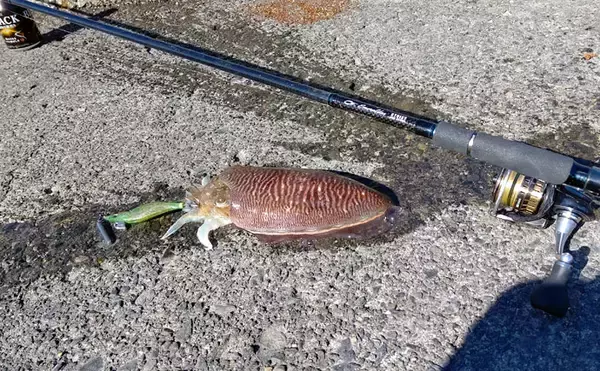 「冬の波止リレー釣行満喫　コウイカエギング＆サゴシジギング【清水港】」の画像