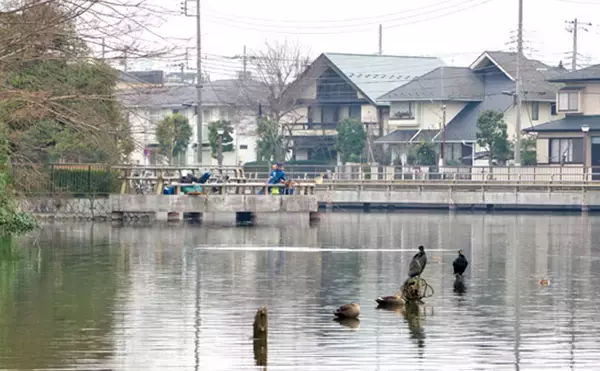 今週のヘラブナ推薦釣り場【東京都・水元公園内溜】