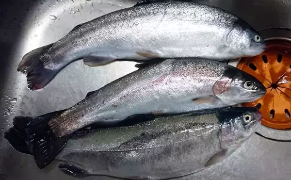 「すそのフィッシングパークで『釣りデート』　初心者が40cm頭ニジマス6匹」の画像