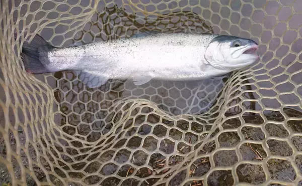 「すそのフィッシングパークで『釣りデート』　初心者が40cm頭ニジマス6匹」の画像