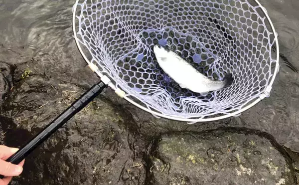 「すそのフィッシングパークで『釣りデート』　初心者が40cm頭ニジマス6匹」の画像