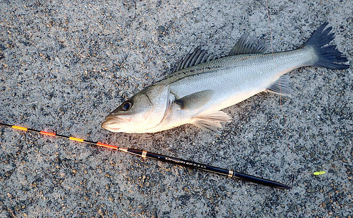 活きた極小エビを泳がせて厳寒期の大物を狙う エビ撒き 釣り徹底攻略 年2月21日 エキサイトニュース