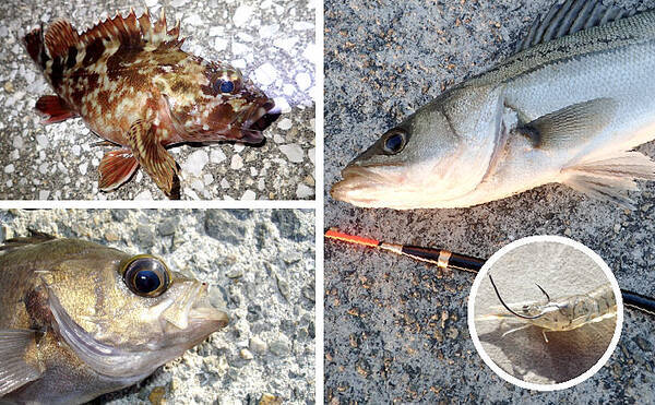 活きた極小エビを泳がせて厳寒期の大物を狙う エビ撒き 釣り徹底攻略 年2月21日 エキサイトニュース