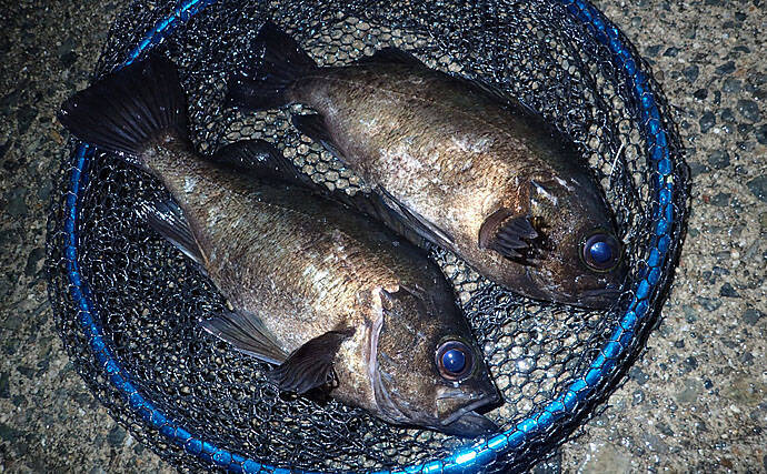活きた極小エビを泳がせて厳寒期の大物を狙う エビ撒き 釣り徹底攻略 年2月21日 エキサイトニュース