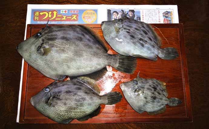 相模湾ボート釣りで モンスター級 38cmカワハギ登場 神奈川県 年2月21日 エキサイトニュース