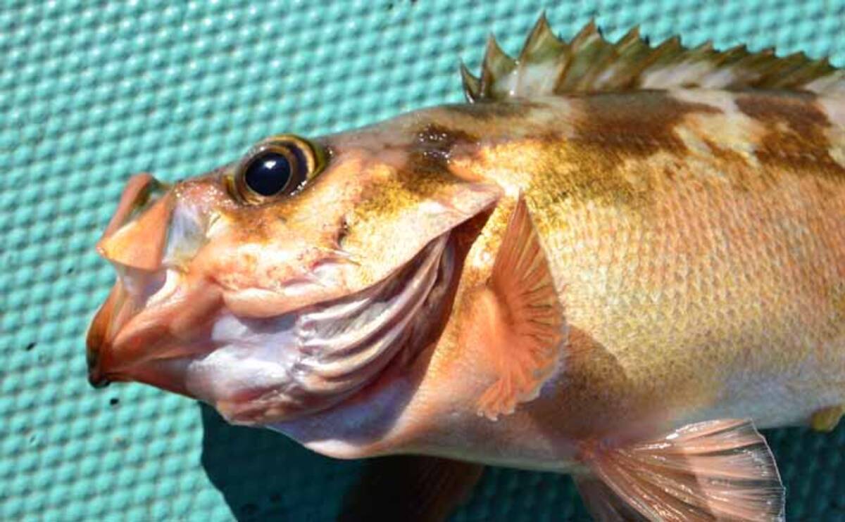 日立沖 いよいよシーズンインの オキメバル キホンをおさらい 年2月22日 エキサイトニュース