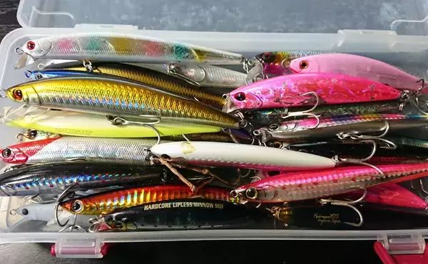 「宮崎サーフで話題の「オオニベ」手中　ドラグ止まらぬサカナの正体は？」の画像