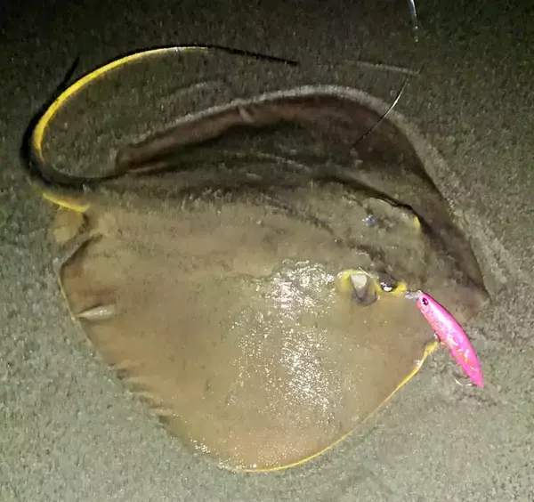 「宮崎サーフで話題の「オオニベ」手中　ドラグ止まらぬサカナの正体は？」の画像