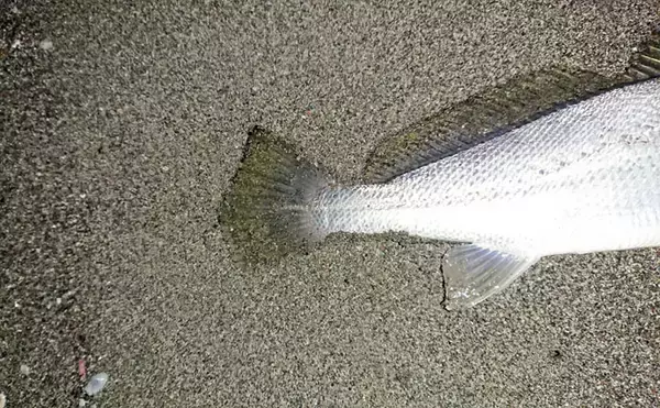 「宮崎サーフで話題の「オオニベ」手中　ドラグ止まらぬサカナの正体は？」の画像