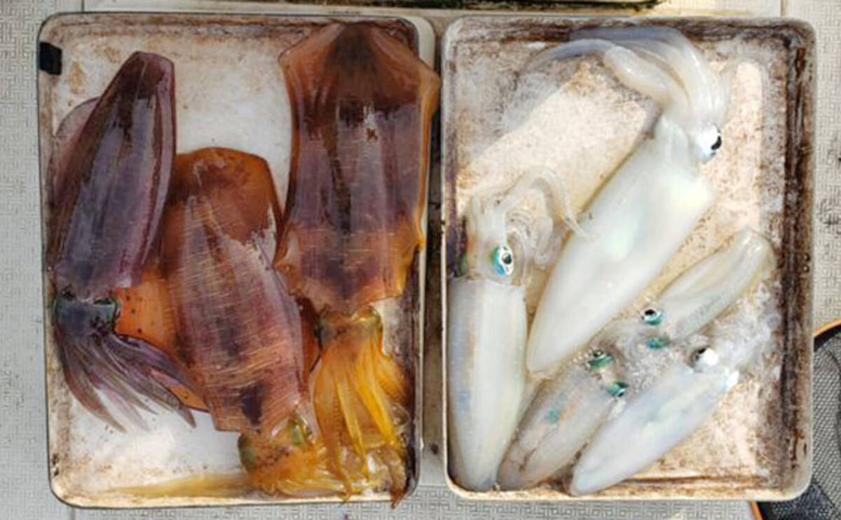 三重 石川 福井 沖釣り最新釣果 エギングで2kg級含みアオリ好調 年2月23日 エキサイトニュース