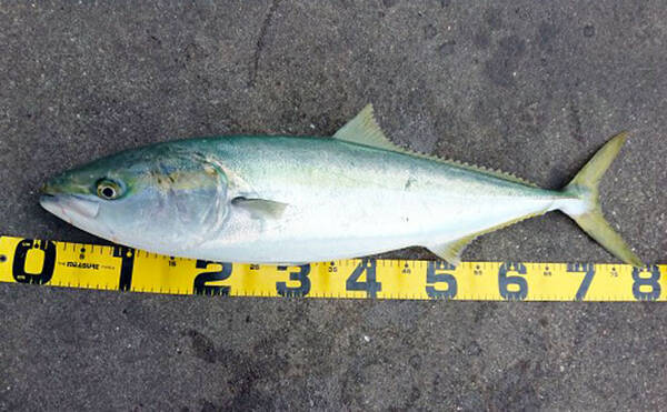 海釣り公園でアジを泳がせ80cmブリを手中 福岡 脇田海釣り桟橋 年2月27日 エキサイトニュース