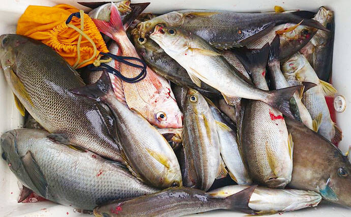 福岡 沖のエサ釣り最新釣果 サンマ手繰り 釣りで10kg頭ブリ65尾 年2月28日 エキサイトニュース
