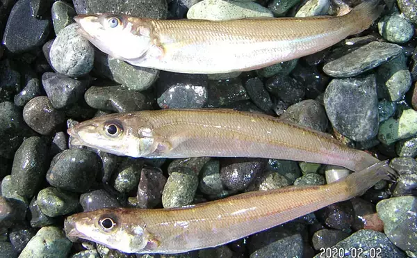 「厳寒期の投げキス釣りでシロギス3尾　回遊待ちがアタリ【国府津海岸】」の画像