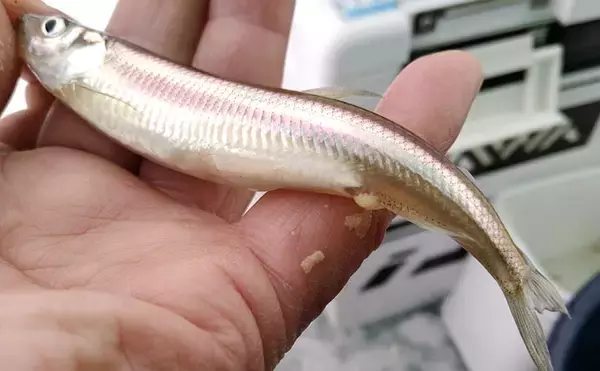 「【2020冬】暖冬の影響でシーズンインが遅延　『氷上』ワカサギ釣りを解説」の画像