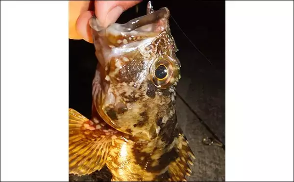 「ルアーでカサゴ狙う『ガシリング』で20cm頭に本命15尾【妻良港】」の画像