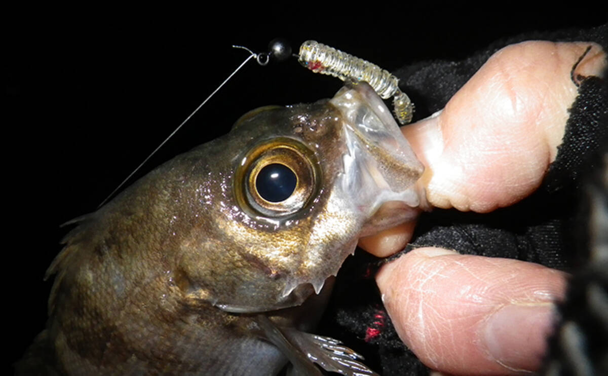 あらゆる魚種が狙える ジグヘッド リグ解説 水中姿勢を理解しよう 年3月2日 エキサイトニュース