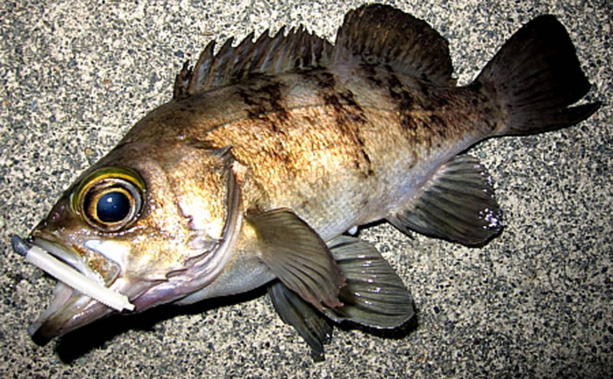 春告魚 メバル 求めて遠征メバリング ちょいテクも紹介 鹿児島県 年2月28日 エキサイトニュース