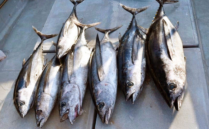 【三重県】沖釣り最新釣果 23.5kg頭にビンチョウマグロ船中7キャッチ