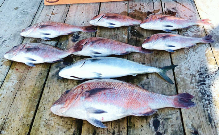 三重 海上釣り堀 カカリ釣り最新釣果 エギングで700g級アオリイカ 年3月2日 エキサイトニュース