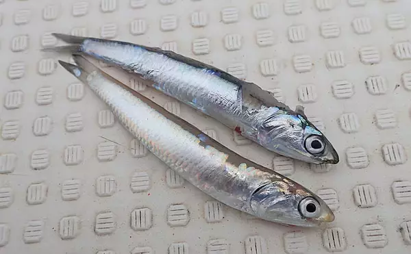 「全長10ｍ以上のロング仕掛けが特徴の『サビキマダイ』釣り【小豆島沖】」の画像