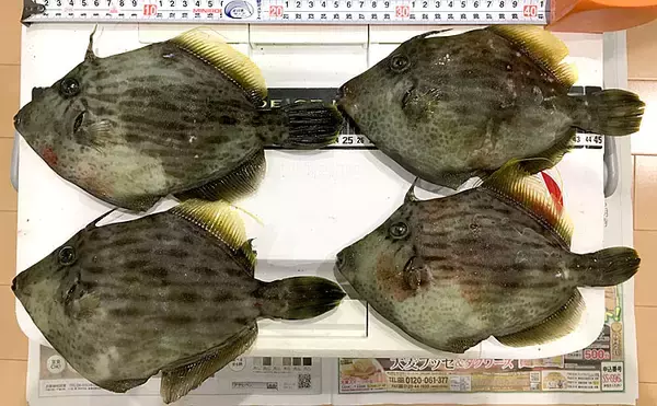 「磯から狙う『投げカワハギ』釣り　状況渋く本命4尾【和歌山・串本大島】」の画像