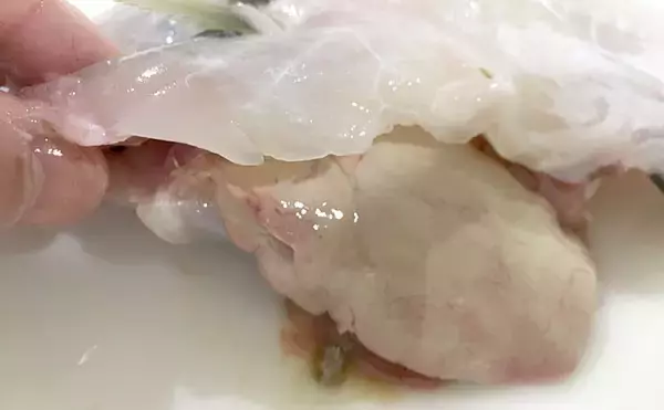 「磯から狙う『投げカワハギ』釣り　状況渋く本命4尾【和歌山・串本大島】」の画像