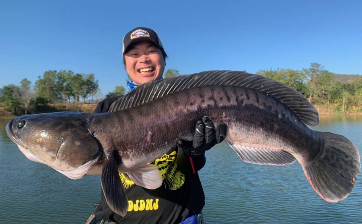 タイ王国で怪魚 プラチャード ジャイアントスネークヘッド を獲る 年3月7日 エキサイトニュース