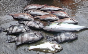 低水温期の海上釣り堀を細仕掛けで攻略 マダイ10匹で竿頭 釣堀紀州 年3月12日 エキサイトニュース