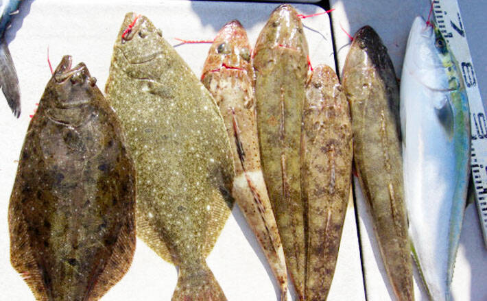 イワシ泳がせのヒラメ釣り 本命の他マゴチにワラサと多彩釣果 直栄丸 年3月13日 エキサイトニュース