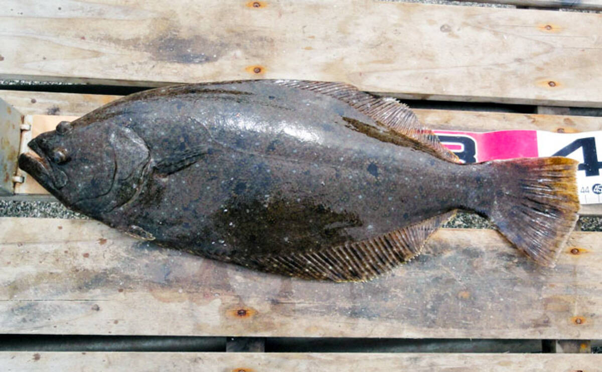 手こぎボートで泳がせ釣り 活きイワシで43cmヒラメ手中 神奈川 年3月11日 エキサイトニュース