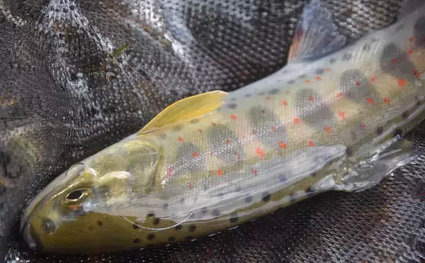 「解禁当日の渓流釣りで美アマゴ7尾　イクラの刺し方がキモ【兵庫・黒川】」の画像