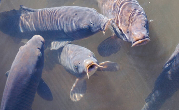 ユーは何しに日本へ 中国四大家魚編 利根川水系のみで生息確認 年3月27日 エキサイトニュース