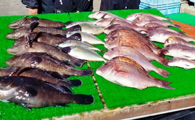 低水温期の海上釣り堀を細仕掛けで攻略 マダイ10匹で竿頭 釣堀紀州 年3月12日 エキサイトニュース