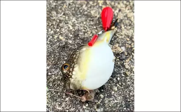 「岸和田一文字の名物「冬カレイ」釣りが開幕【大阪】本命マコガレイと対面成功！」の画像