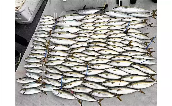 「【沖釣り釣果速報】芦屋沖の落とし込み釣りで100cmの大ヒラマサ降臨！船中青物67尾の爆釣劇（福岡）」の画像